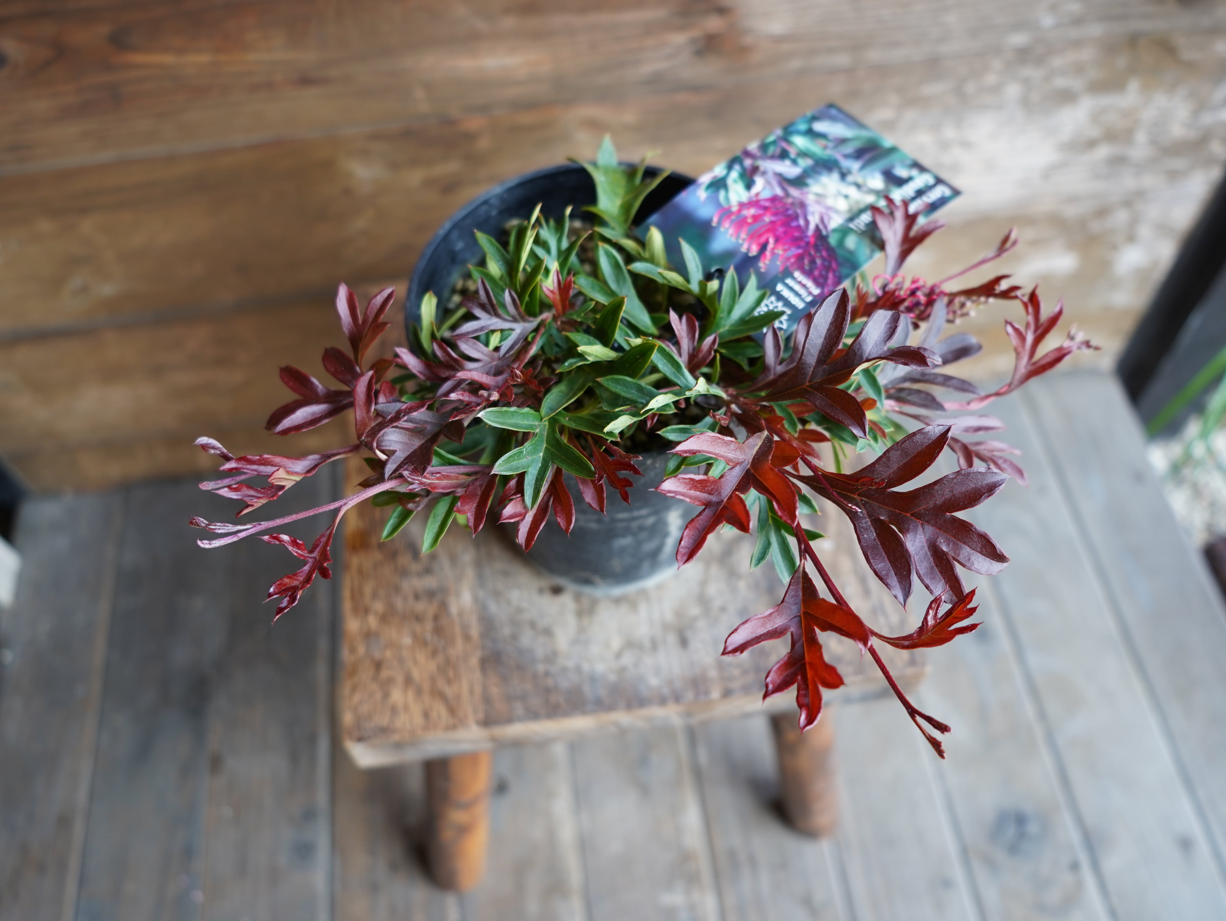 【現物】グレビレア　"ガウディチャウディ"　D