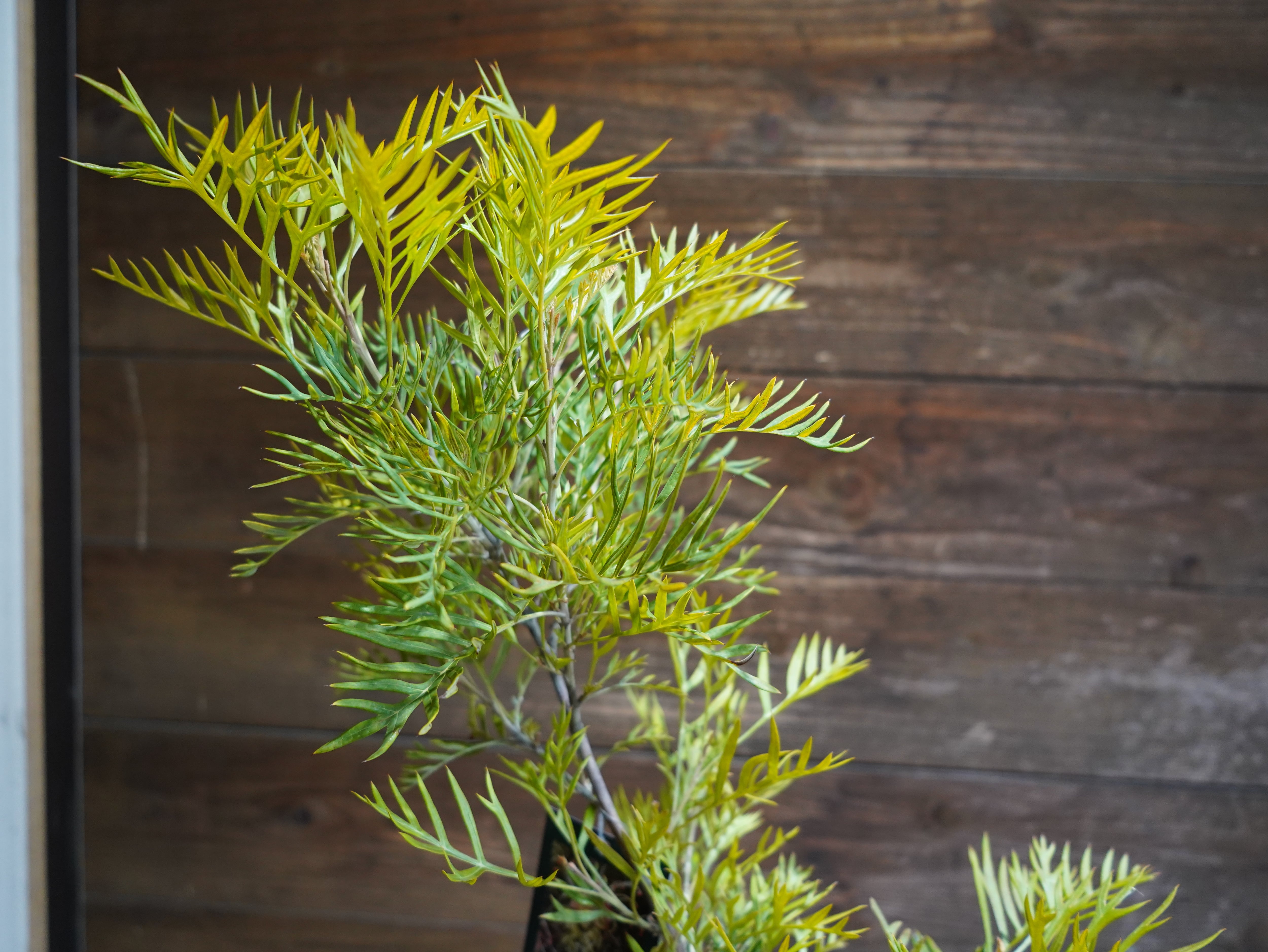 【現物】グレビレア　”ピーチアンドクリーム”　A