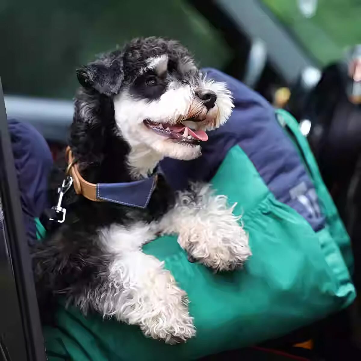 車載専用 小型～中型犬用ペットベッド | ZOZO SHOP