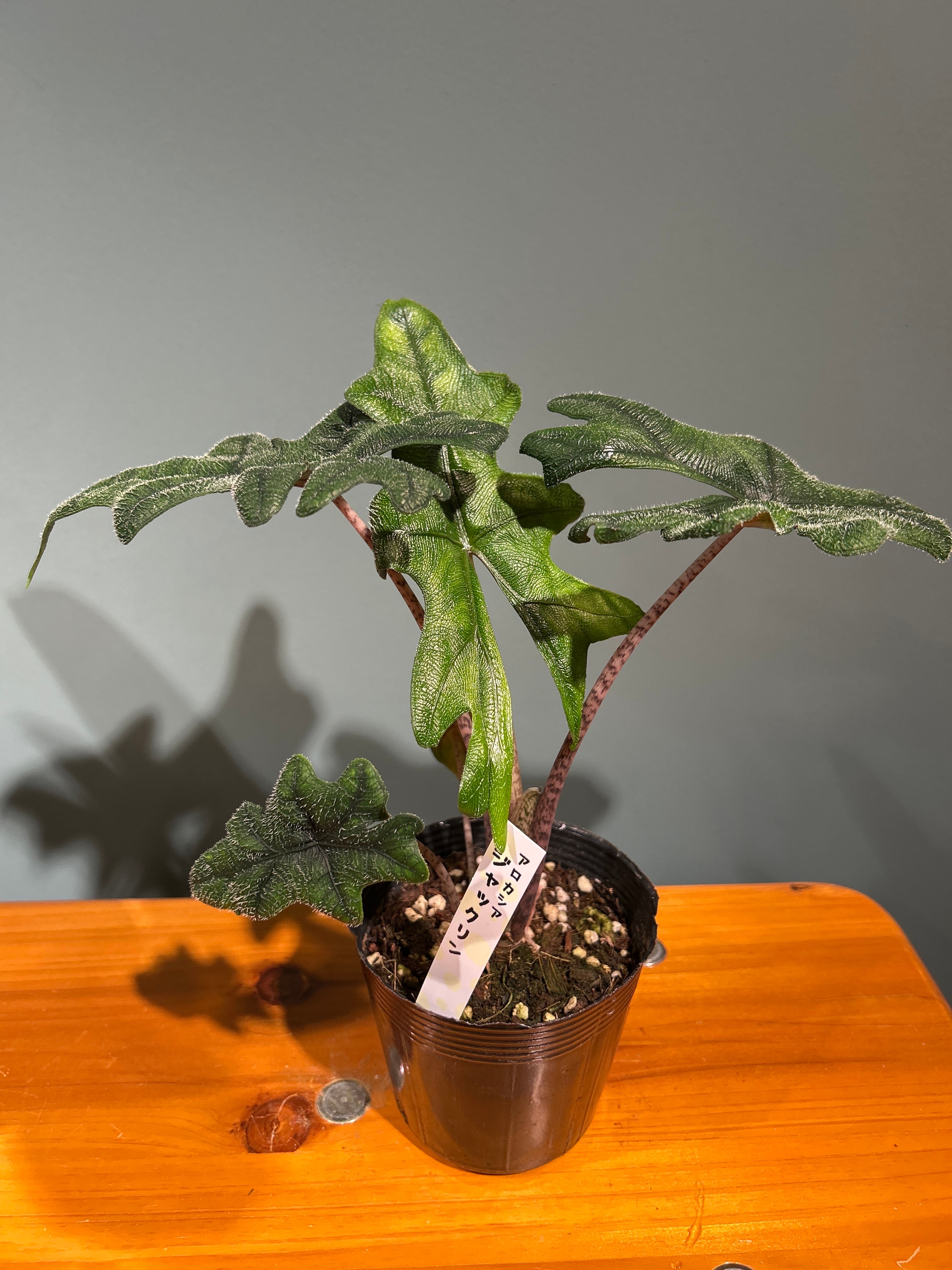 アロカシア ジャックリン3.5号 | 植物との暮らし apricot