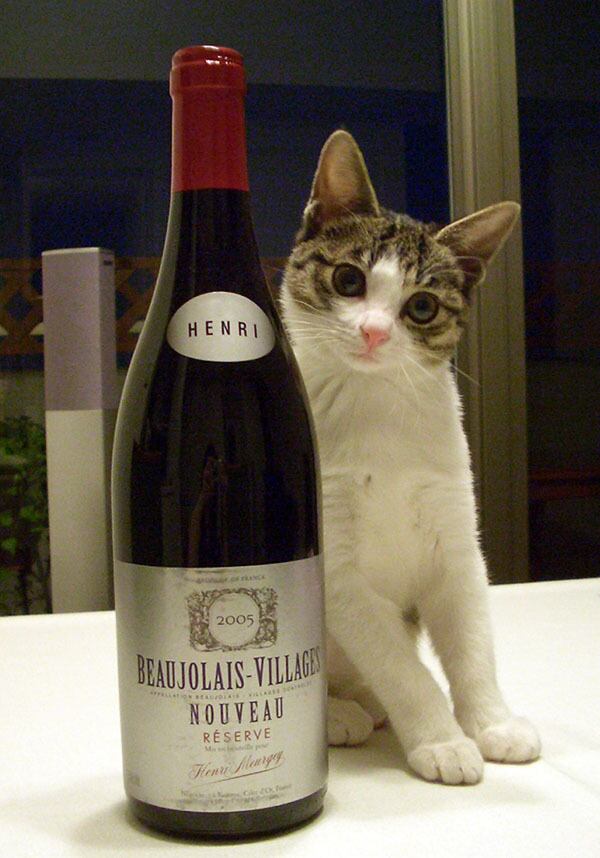 猫 ポストカード The Cat who....仔猫とワインと 10x14.8センチ(cm)官製はがきサイズ 猫写真 はがき ねこ葉書 ネコハガキ Postcard アイとちび ジェリー