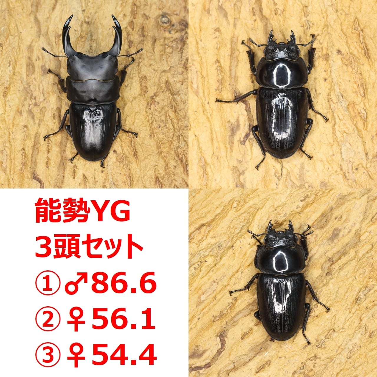 【大至急】オオクワガタ　飼育撤退につきまとめて譲ります　YG血統 国産大型オオクワガタ・能勢YG血統 ♂85㎜♀56㎜ペア | クワガタ