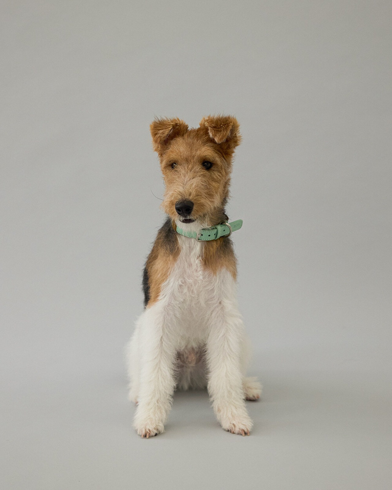 【即納】GOPE Nature Dog Collar - B-Buckle｜Mint × Brown - 4