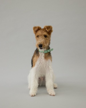 【即納】GOPE Nature Dog Collar - B-Buckle｜Mint × Brown