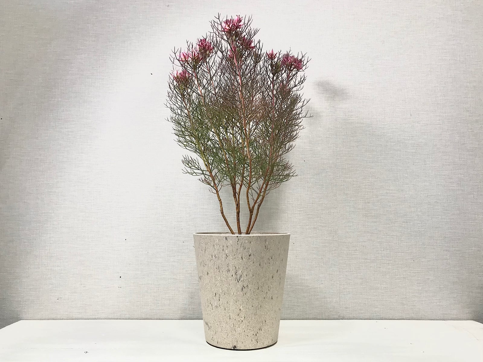 ジョーイセルリア