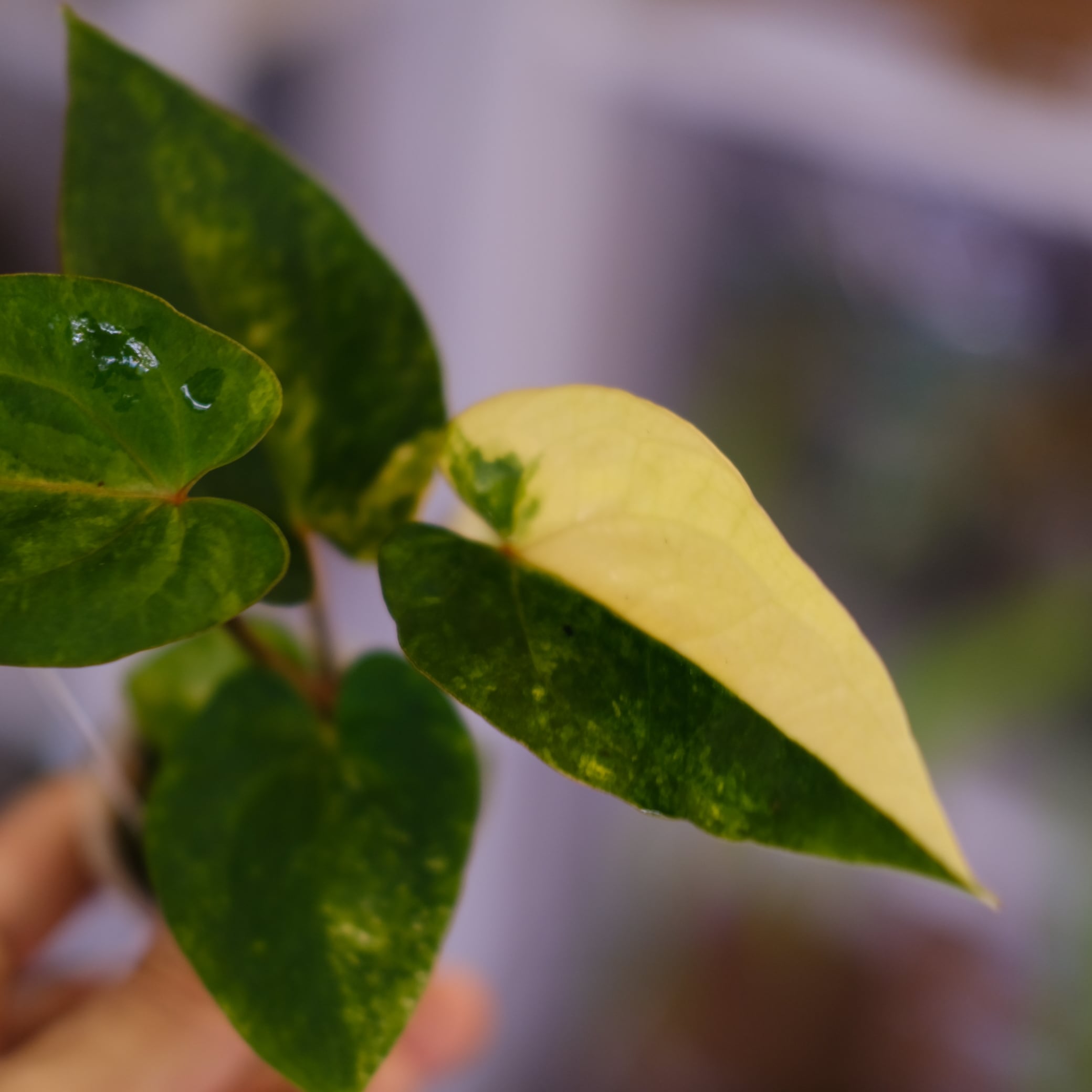 Anthurium (Papililaminum variegated × Crystallinum marble