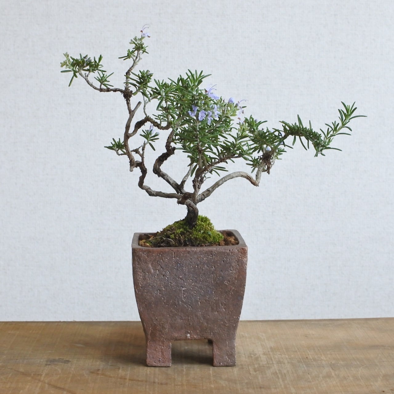 ハーブ盆栽】ローズマリー 株立ち ＜R14＞ | BONSAI 鉄と山 | Garden Times