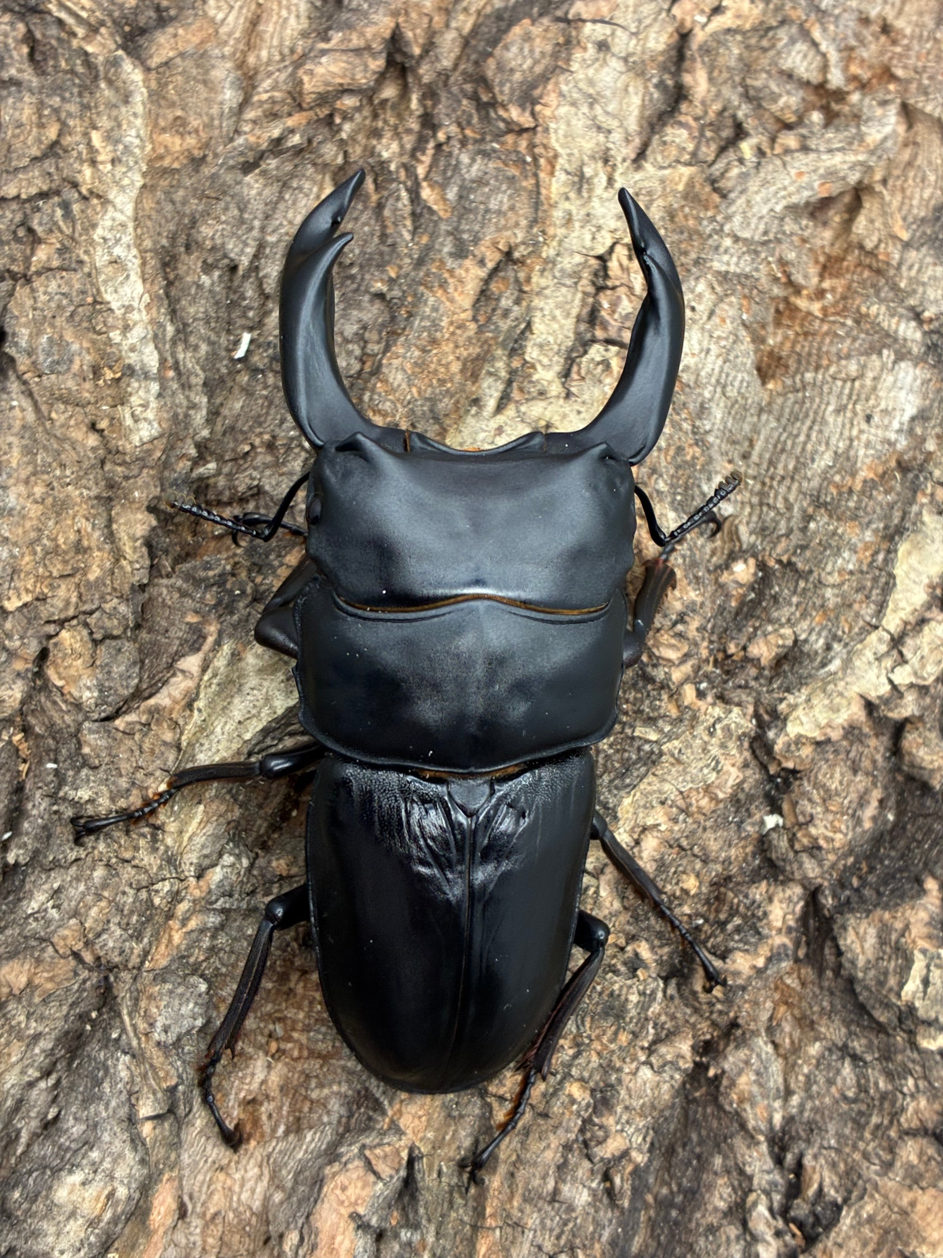 伝説の七節ロードハウナナフシに酷似のトゲアシフトナナフシオバケ