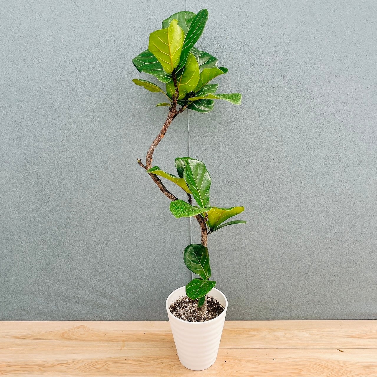 現品］82番 創樹 オリーブ ミッション 6号 観葉植物 ベランダ SOUJU