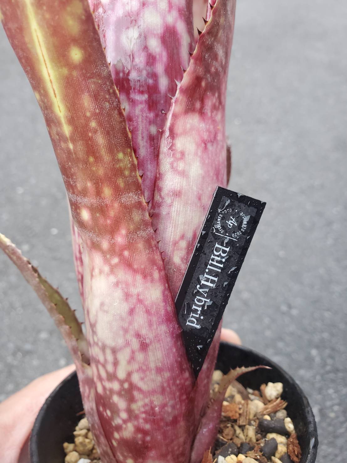 Billbergia Hybrid 【artPLANTs】Billbergia/ビルベルギア Billbergia Hybrid 【artPLANTs】Billbergia/ビルベルギア