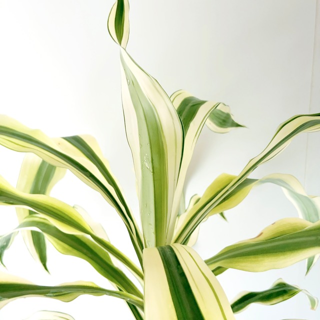 ドラセナ ヴィクトリア 観葉植物 calm cafe