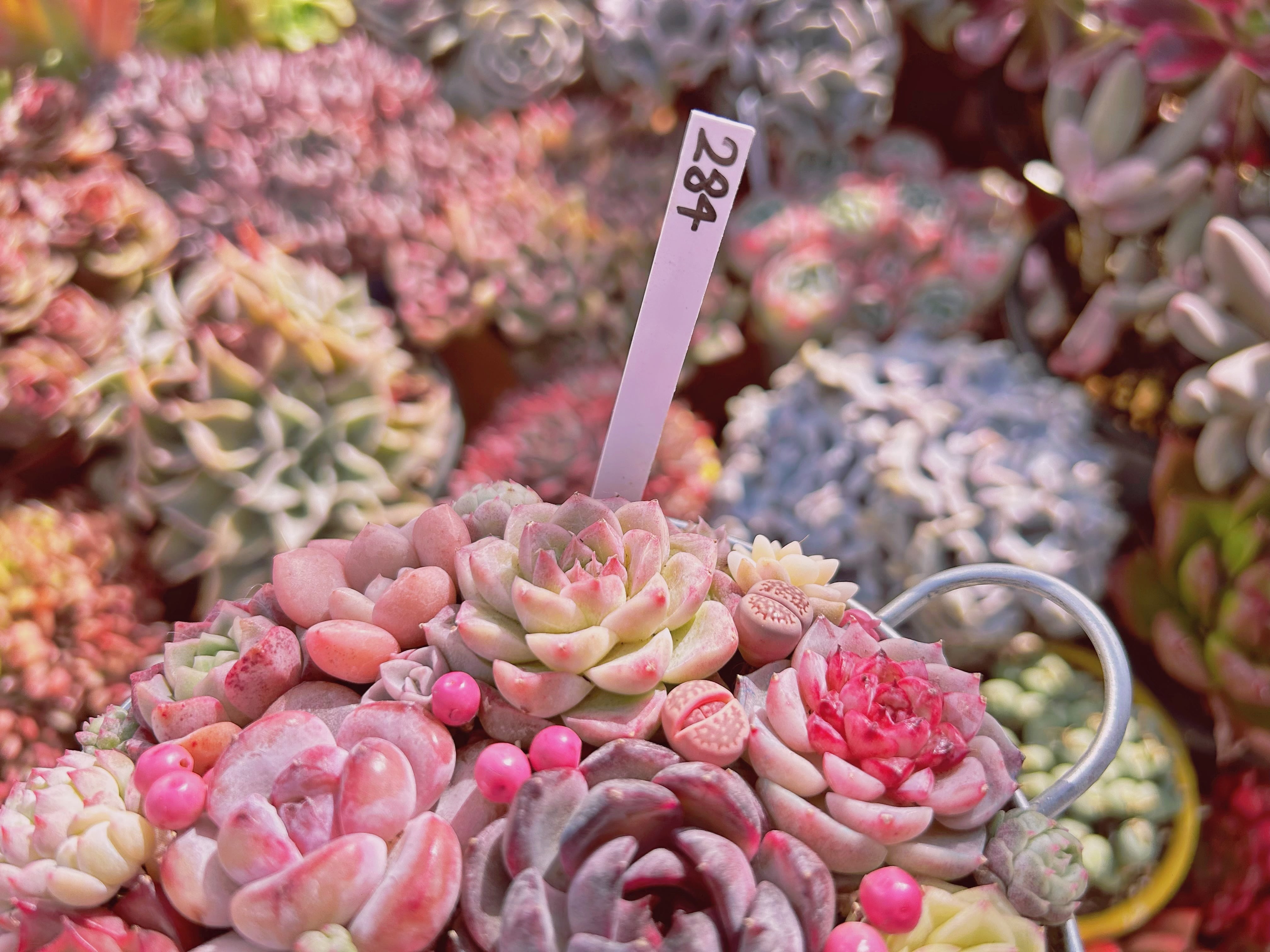 417★Heart羊pink モルタル雑貨　（お任せ植物付き） 284現物 寄せ植えセット | るる農園~多肉植物専門