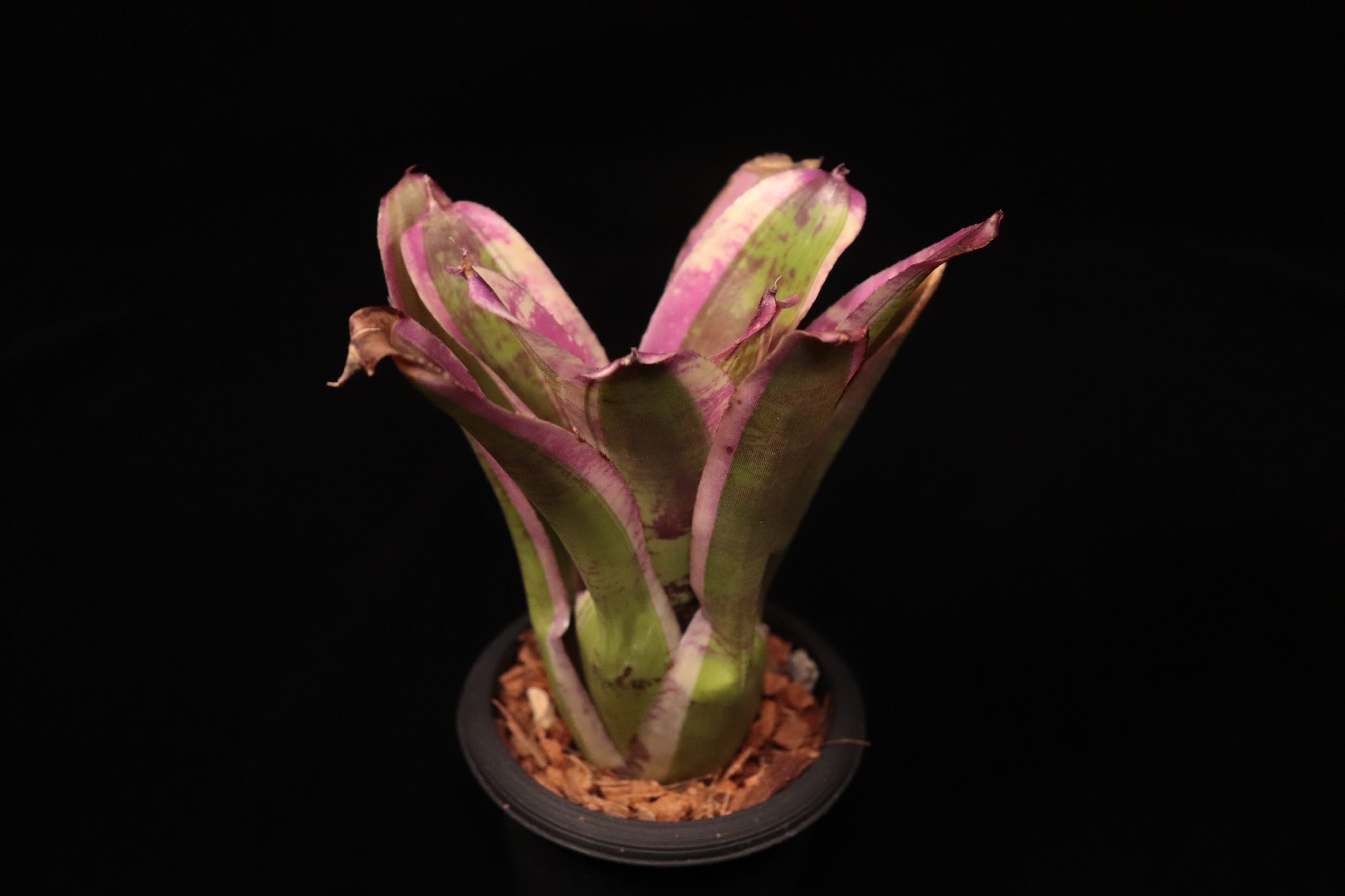 Neoregelia Jabberwock' albo-marginata〔ネオレゲリア〕N720 | plane