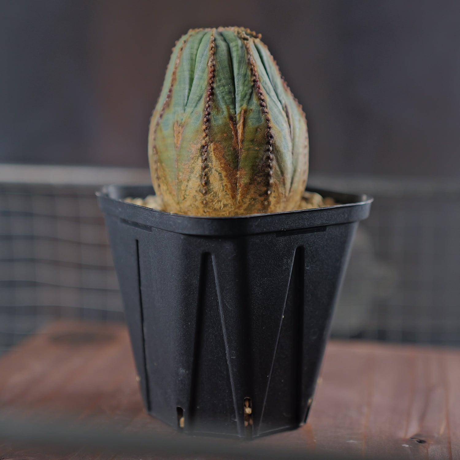 メス株 木質化 オベサ / ユーフォルビア | LIGHTHOUSE.PLANTS - 海外