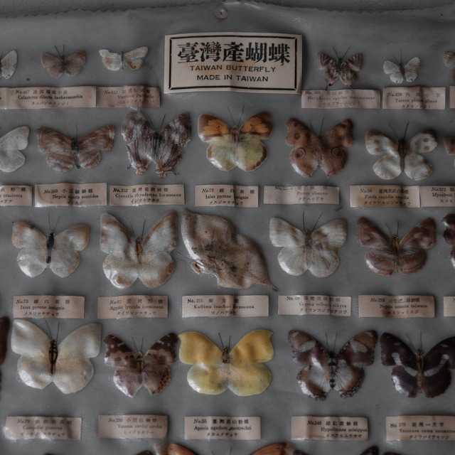 Butterfly specimens