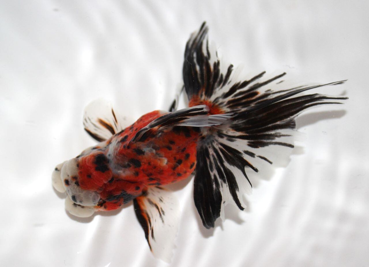 ★フランティア レディースキャディバッグ　４１７ＦＲＡ４ＴＰＧ０１（赤・白）【8.5型-46インチ対応】＊未使用品＊ アンパスィ レディース（キャディバッグ｜バッグ・ケース