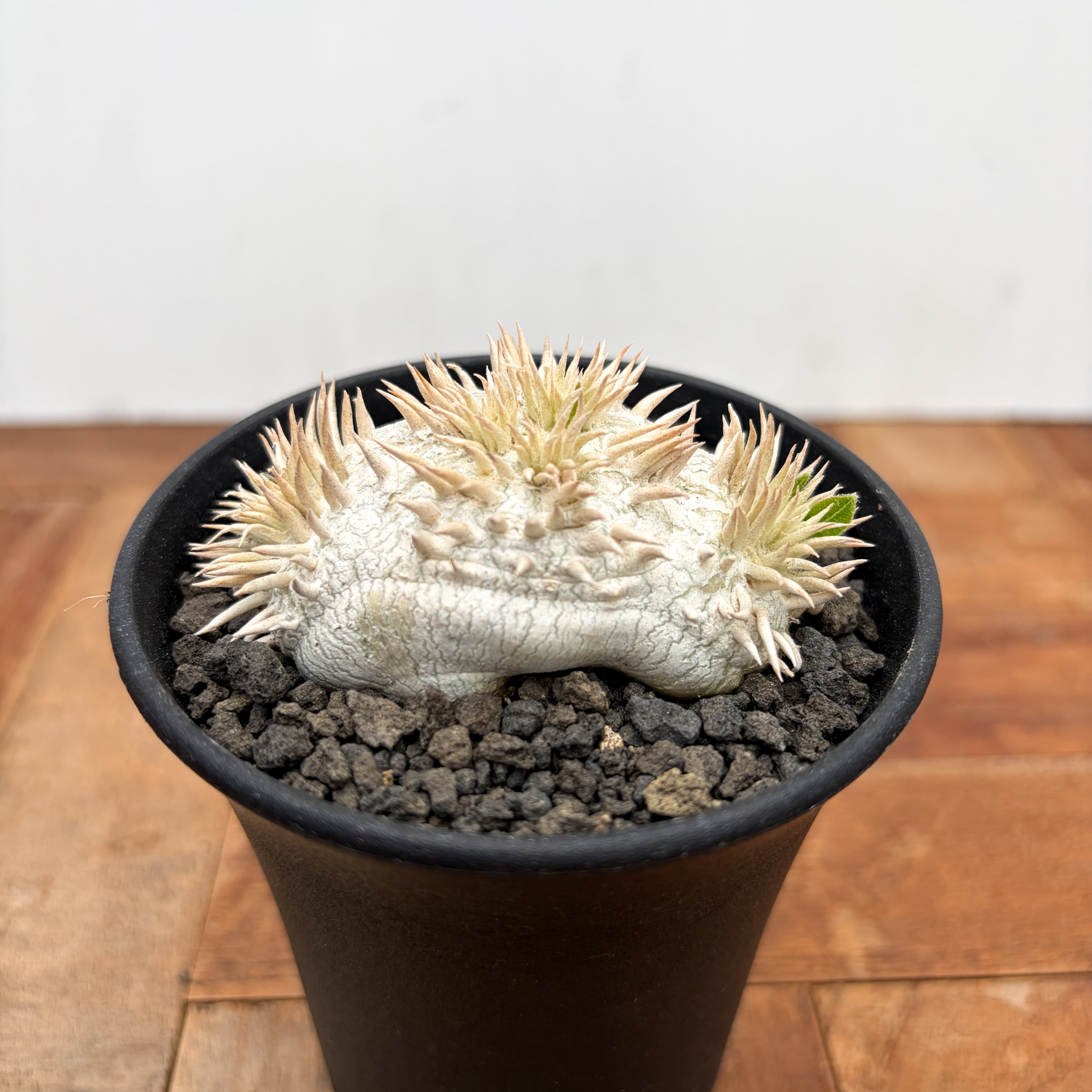 パキポディウム　レウコキサンツム パキポディウム レウコキサンツム① | hanayoshi-botanical