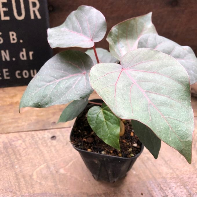 ペティオラリス】☆ 希少品種 赤い葉脈 塊根植物 | 植物の店ベリー