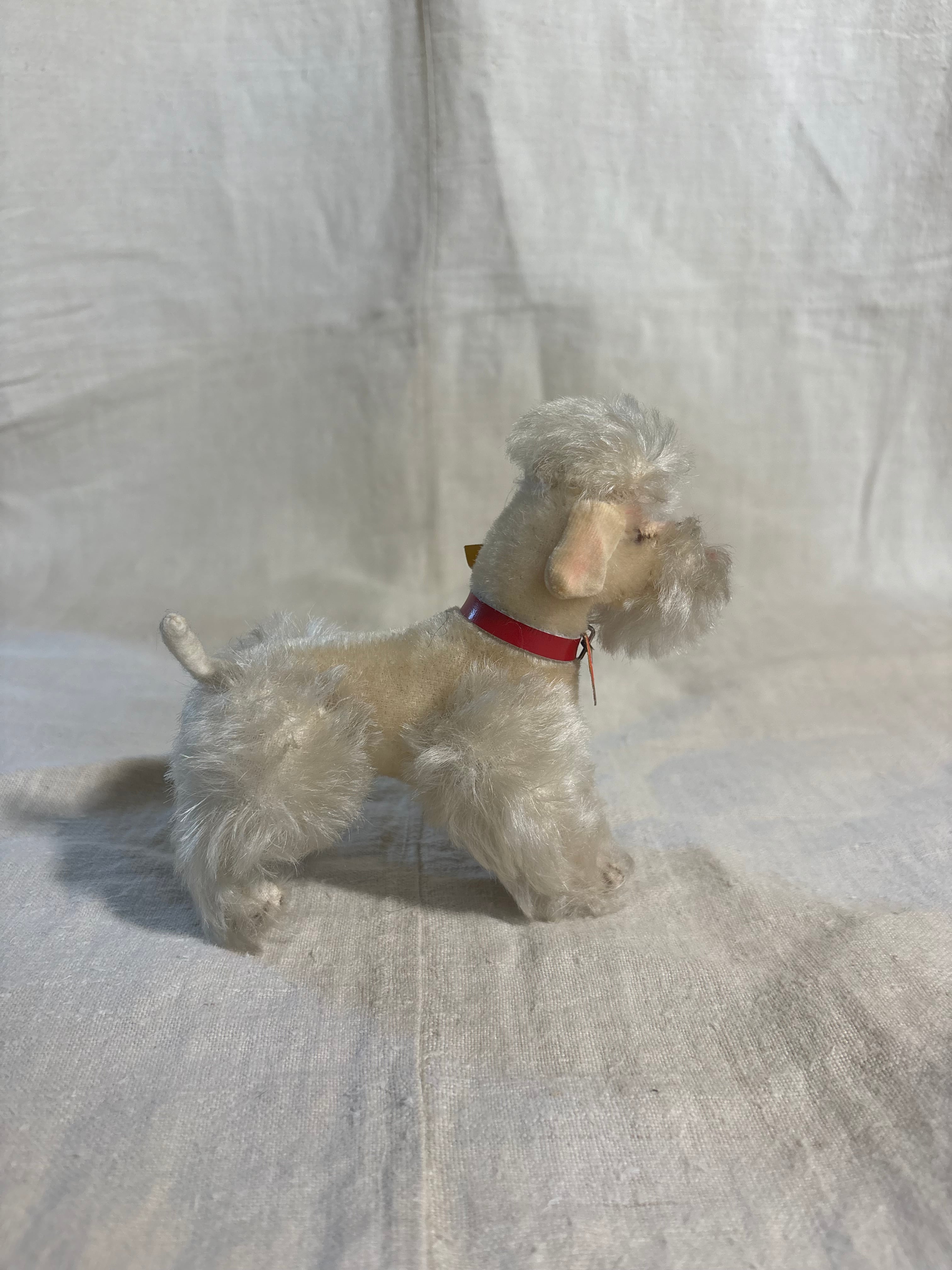 やさしい表情のプードル | Steiff Poodle Snobby 14cm White all ID