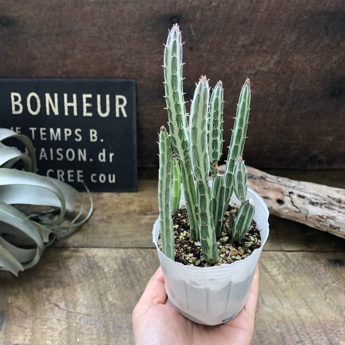 セネシオ スタペリフォルミス レア品種 えんぴつ型 多肉植物 | 植物の