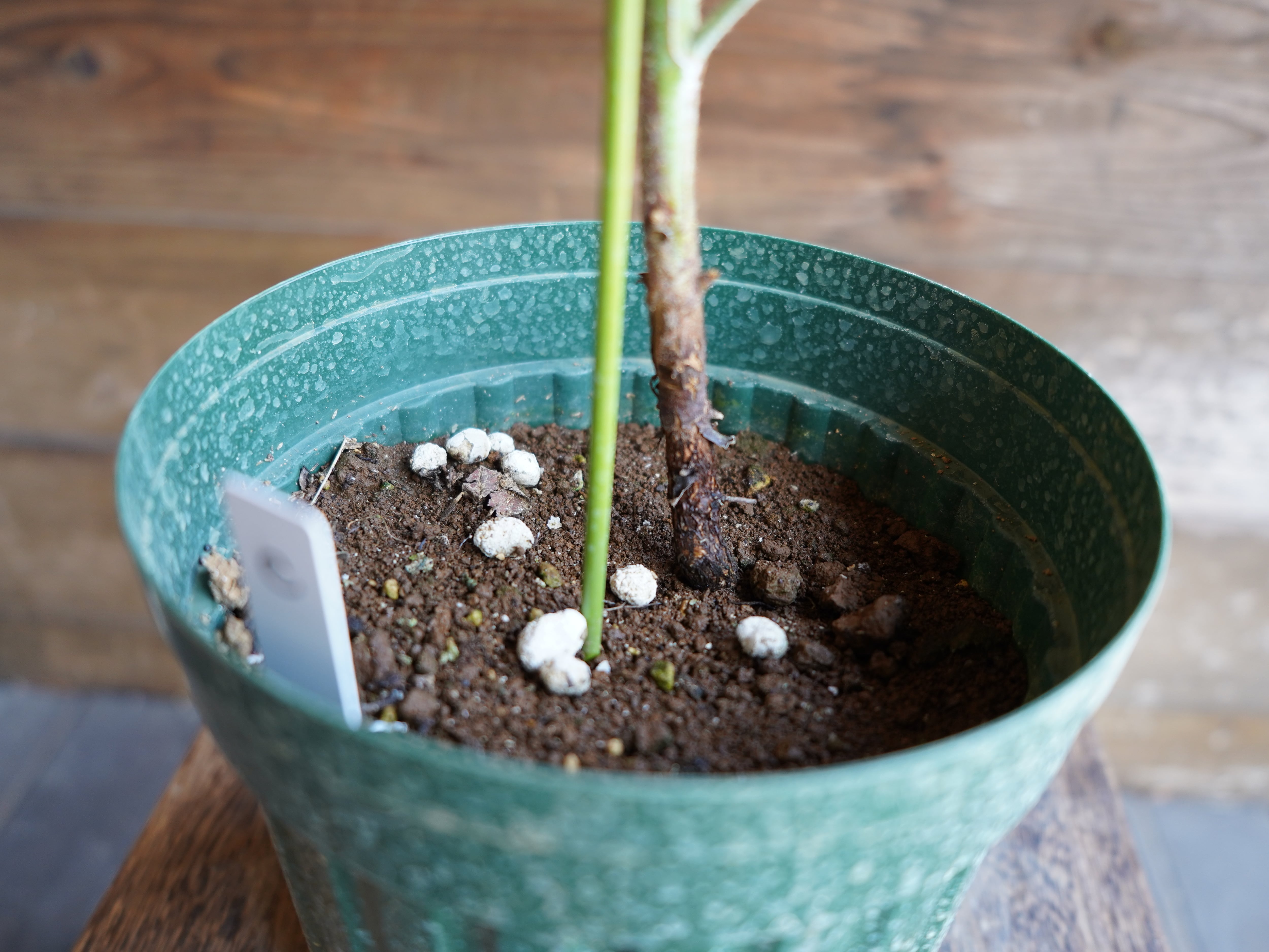 【現物】ユーカリ　”プレウロカルパ”　C