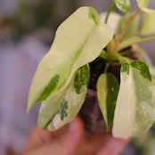 Philodendron Radiatum x Florida Beauty x Mayoi / フィロデンドロン②
