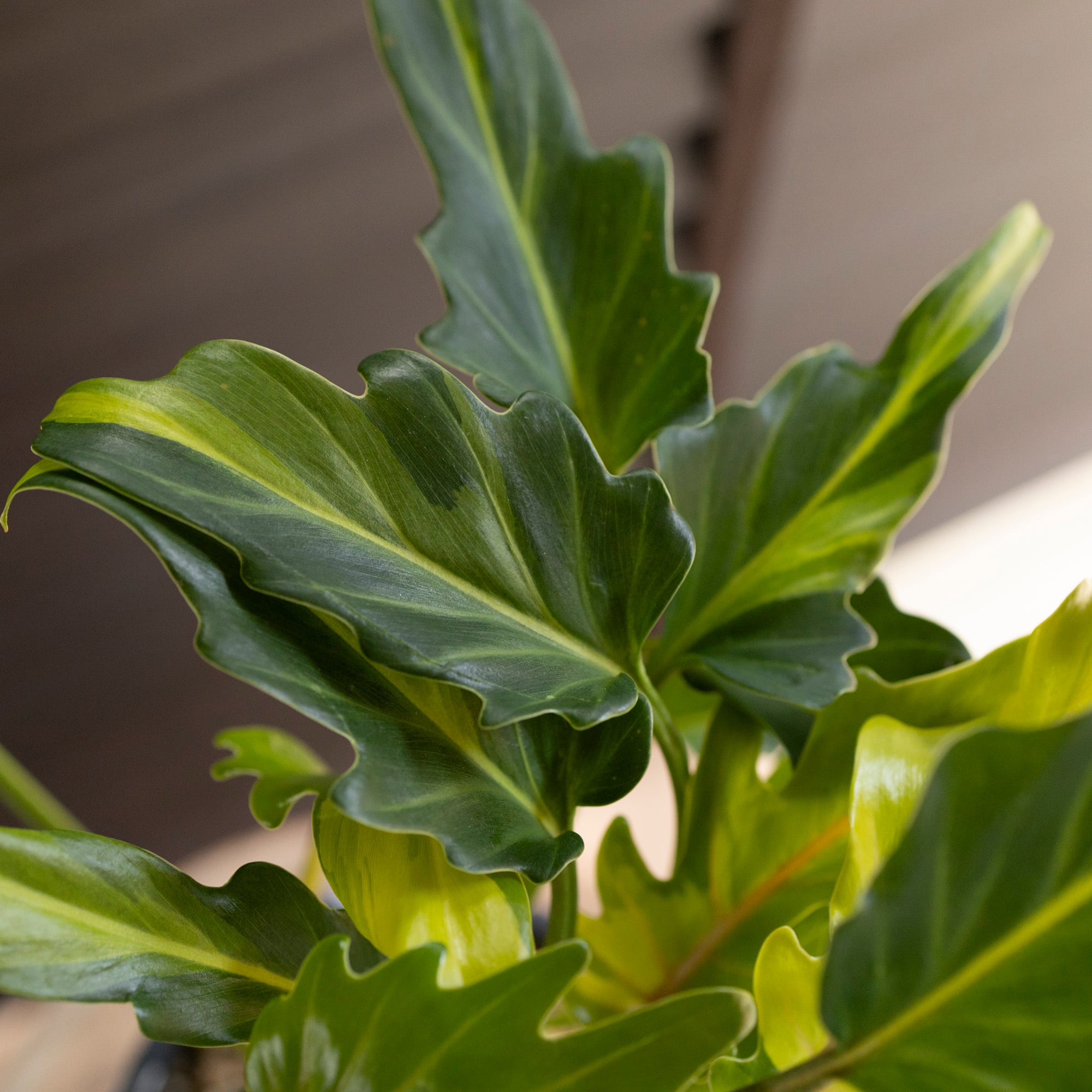 斑入り クッカバラ ライム Philodendron Kookaburra フィロデンドロン