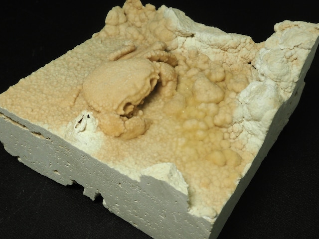 カニの化石【Potamon sp.】【844 g】トルコ共和国産/蟹/エビ/魚