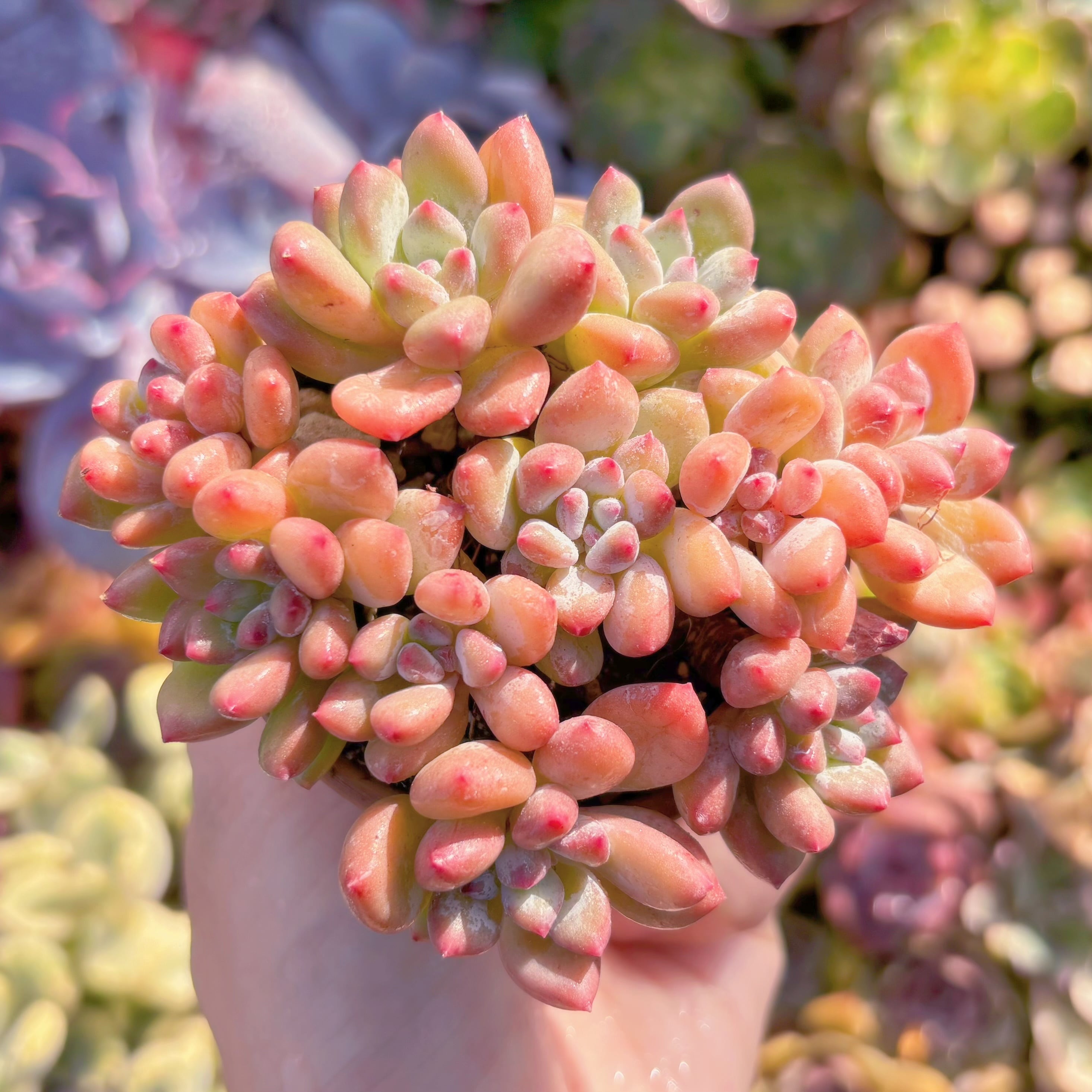 多肉植物　新品種　紅小珠(べにこだま)　新入荷　群生　るる農園