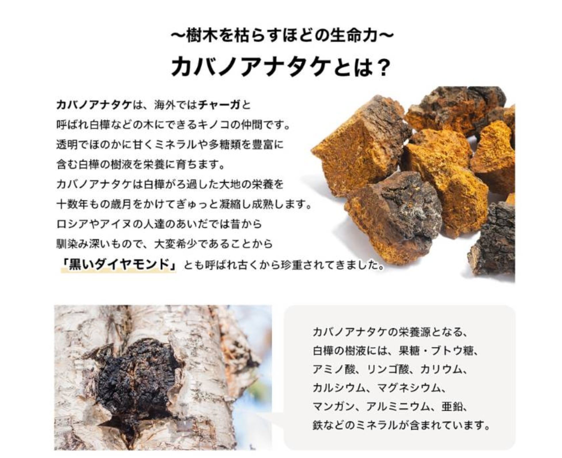 『なーたん』樺のあな茸茶　一箱、天恵石鹸　一個 楽天市場】樺のあな茸茶 1箱（1g×30包）ティーバックタイプ 天然