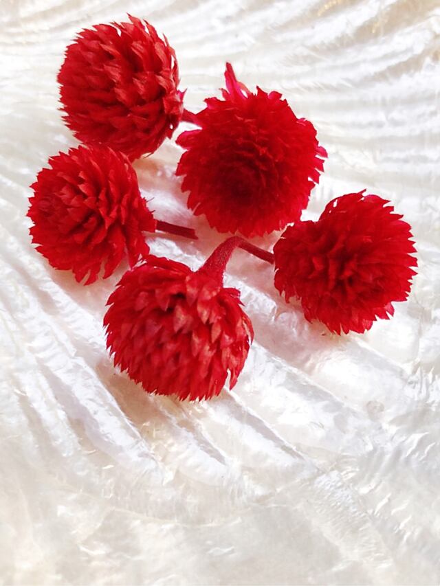 シェア花材☆千日紅 レッド