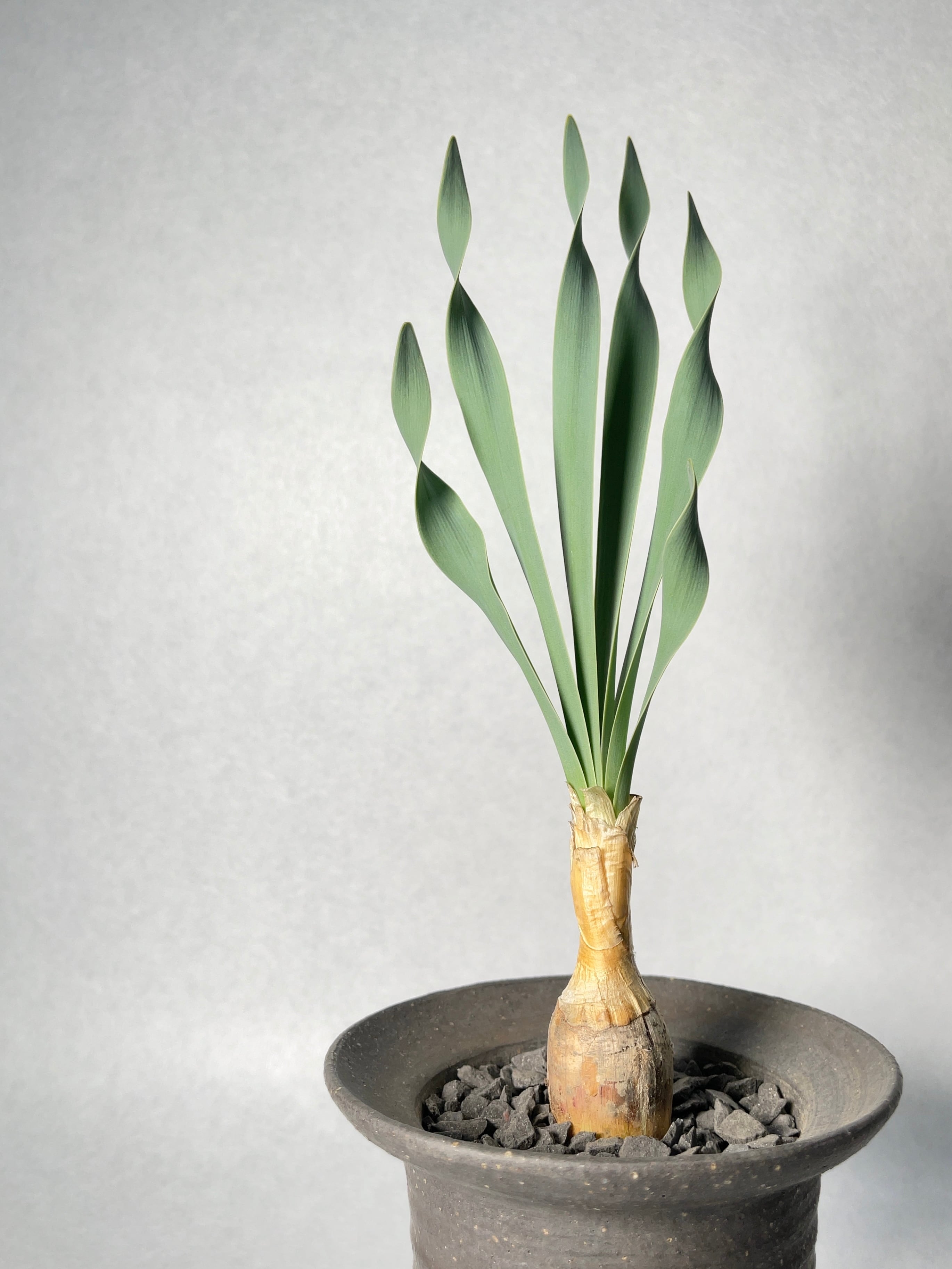 ブーファン・ディスティチャ | trigger