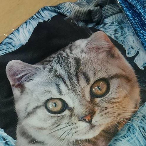 猫（ラグドール）がかわいいリアルなプリントＴシャツ  猫グッズ・猫 