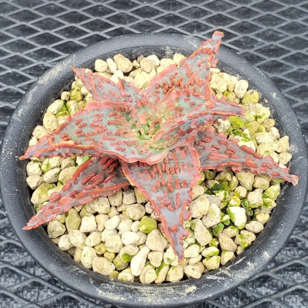 Aloe（アロエ） | レアプランツ通販サイトPlants Maniax（プランツ