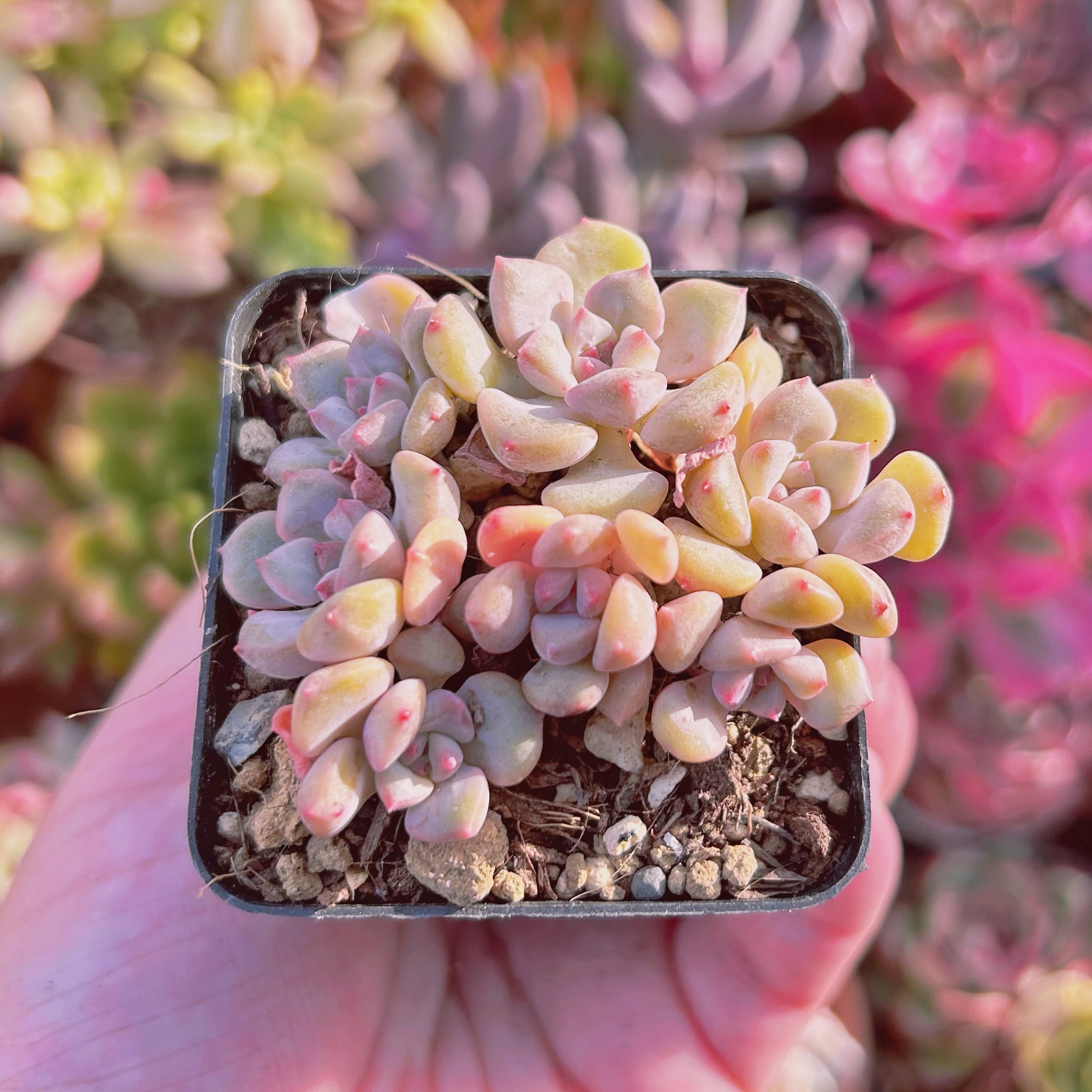 現物　多肉植物　ベビードール