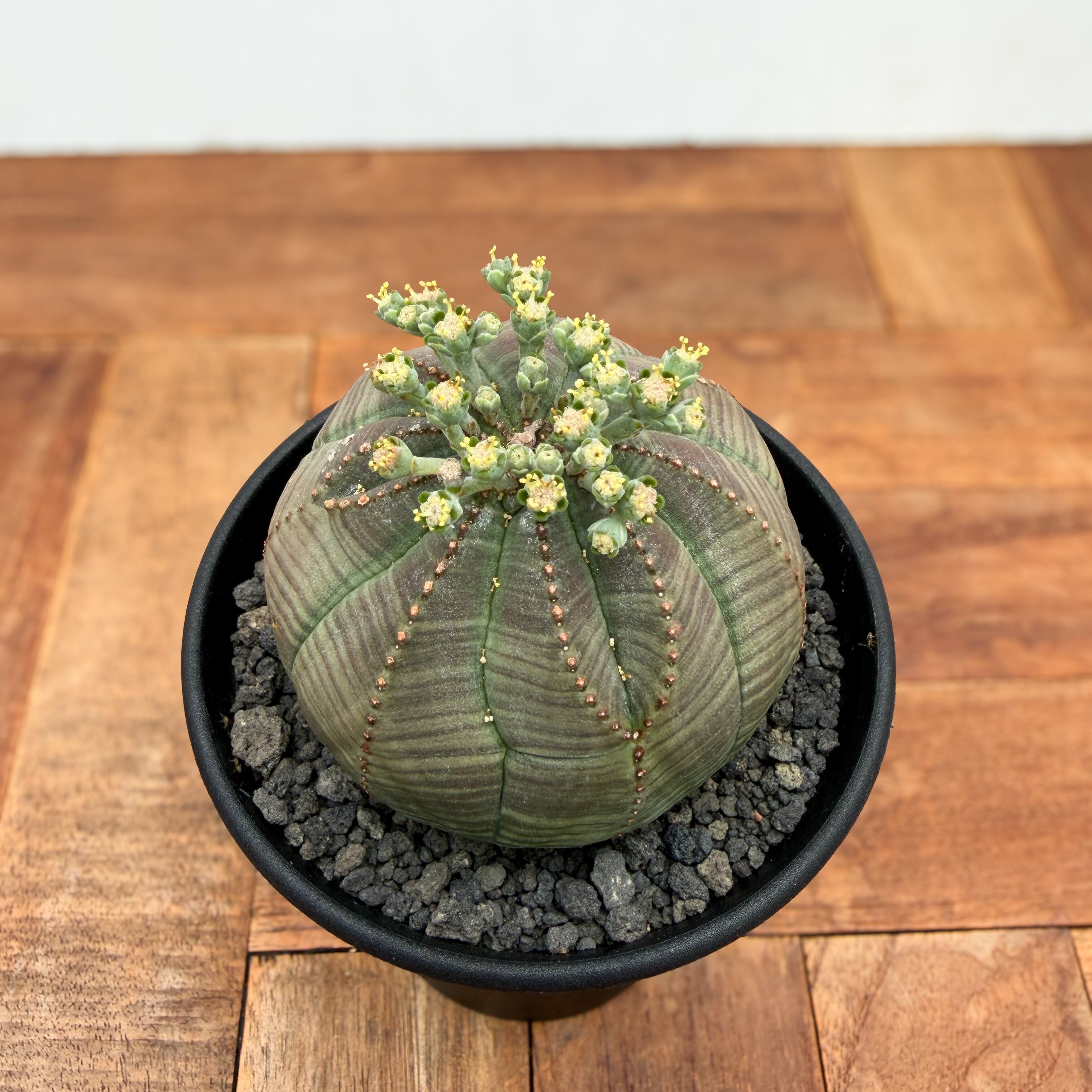 Euphorbia obesa【ユーフォルビア・オベサ・実生】 | RIMO'S GREEN