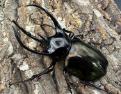 【WD】《ジャワコーカサスオオカブト 101mm ペア》