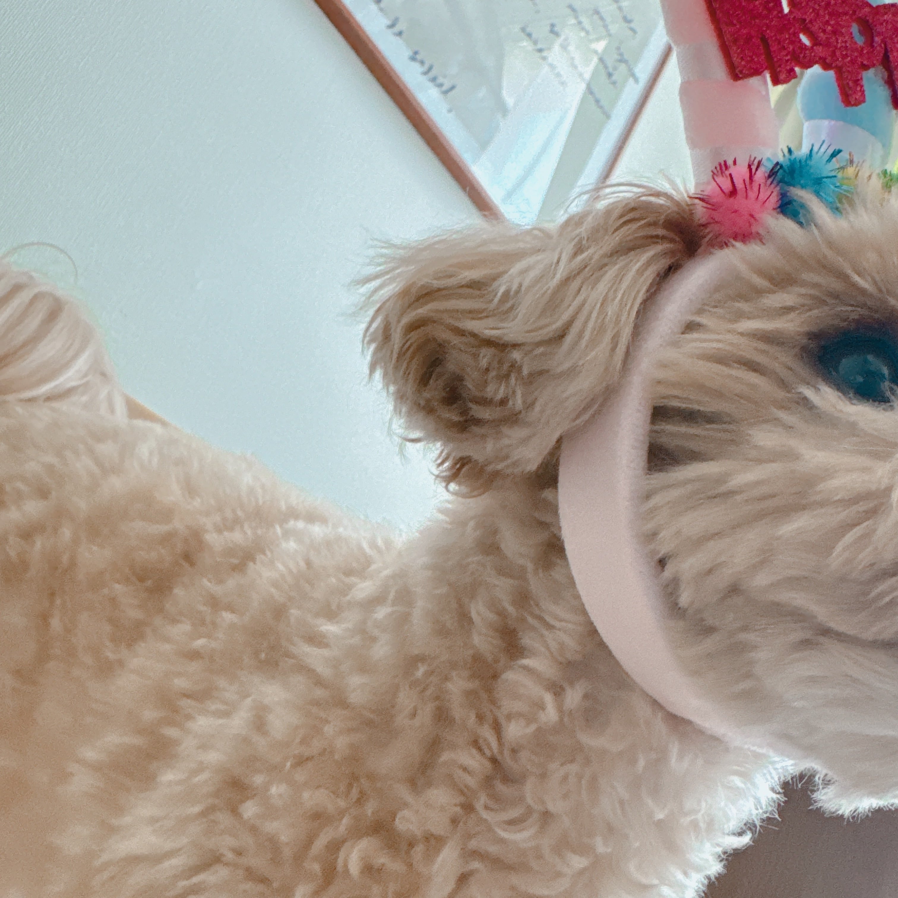 お誕生日撮影用カチューシャ