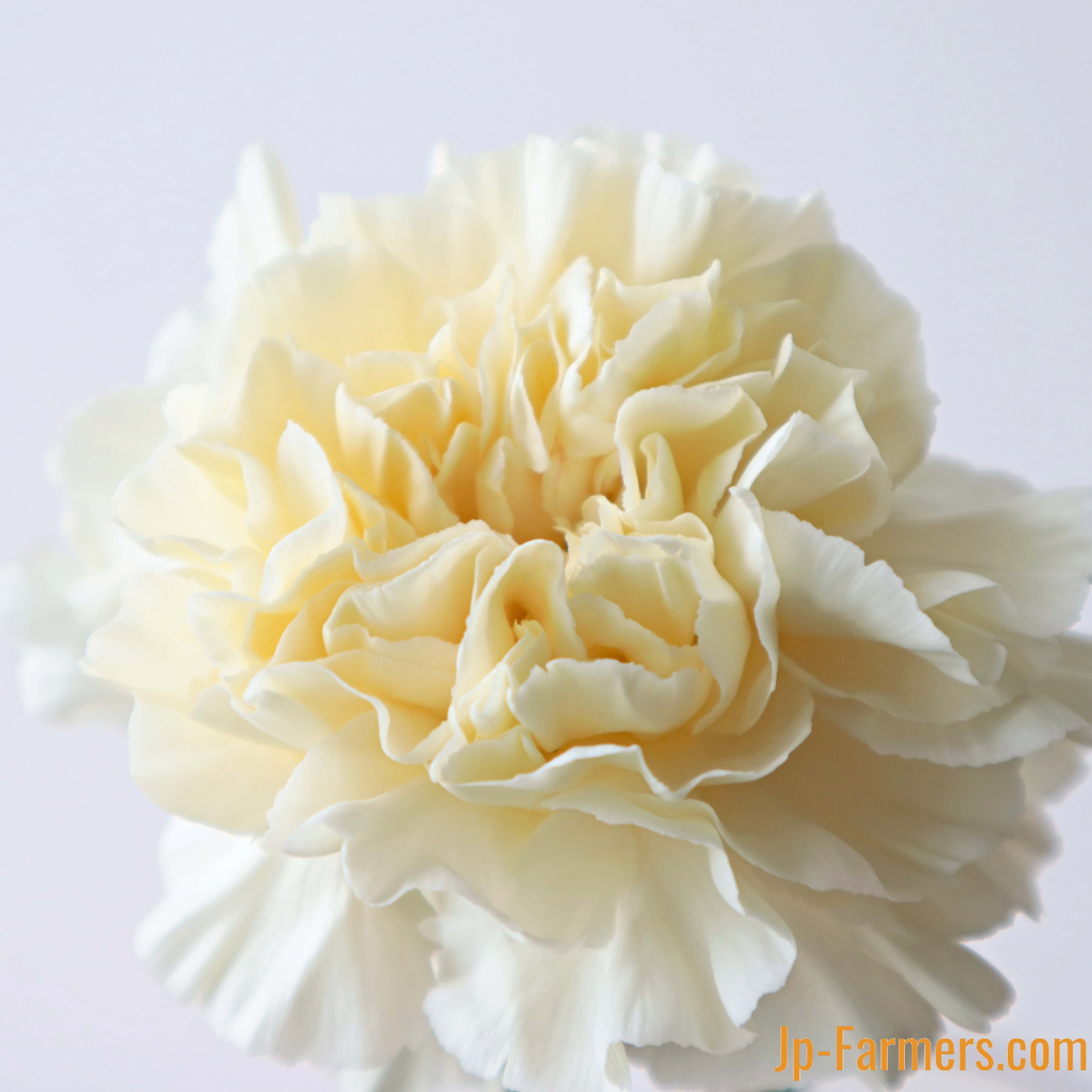 MOTHER'S DAY 大きさに驚き！真鍋さんのカーネーション バニラミナミ