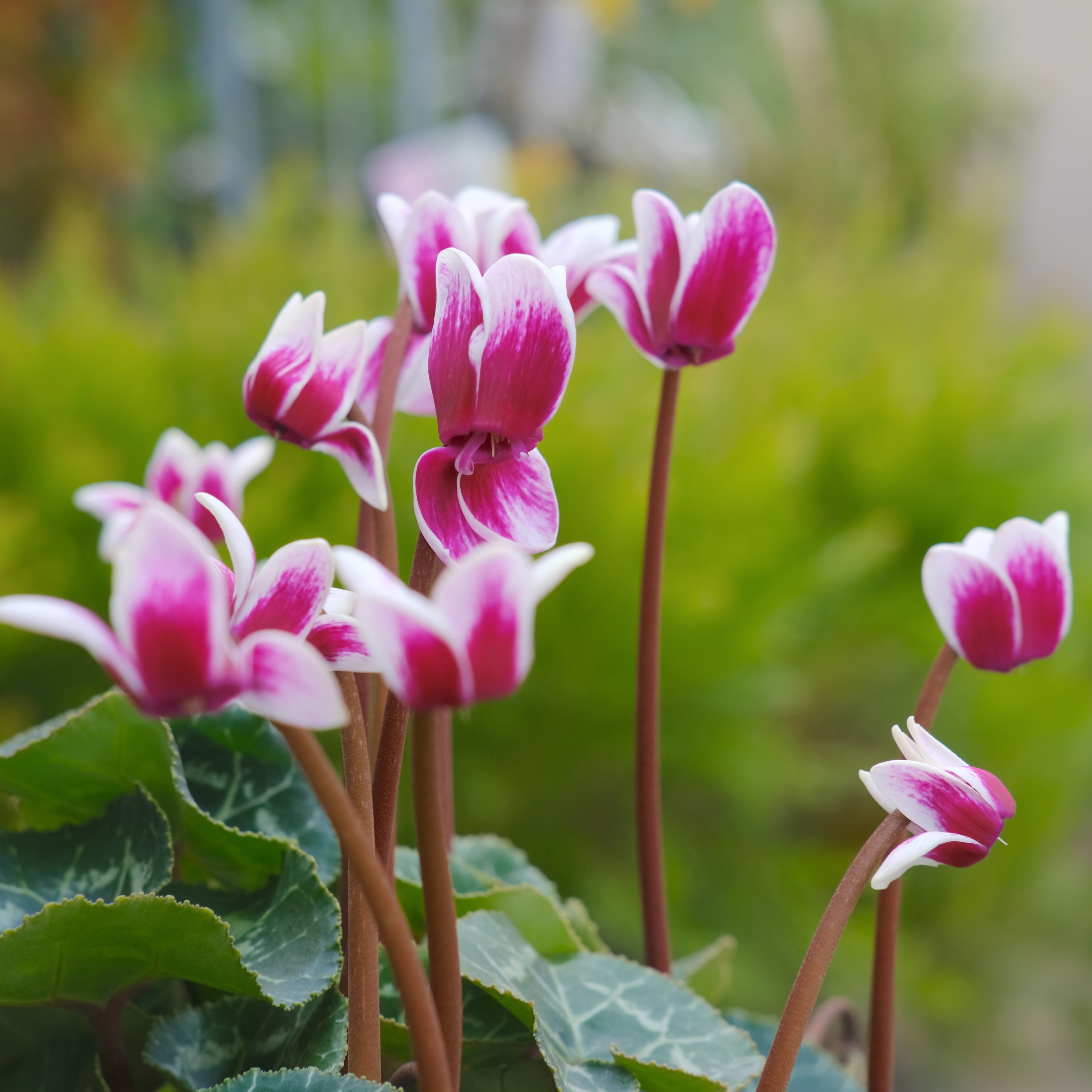 シャディ シクラメン カタログギフト アズユーライク 22，900円コース