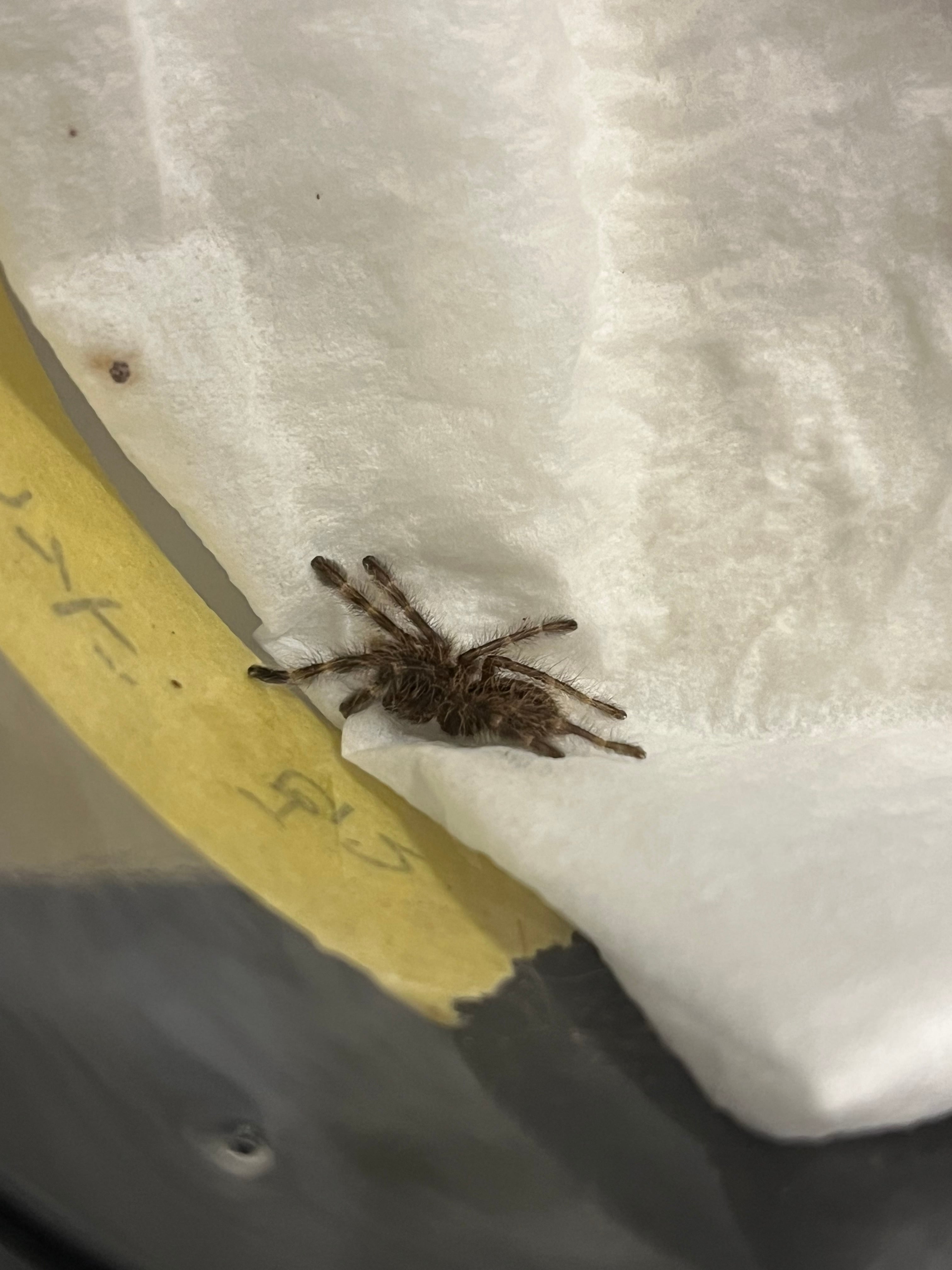 アイボリーオーナメンタルタランチュラ Poecilotheria subfusca