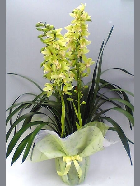 アーチ仕立て シンビジューム ミリオンキッス 5本立ち♪ラッピング無料