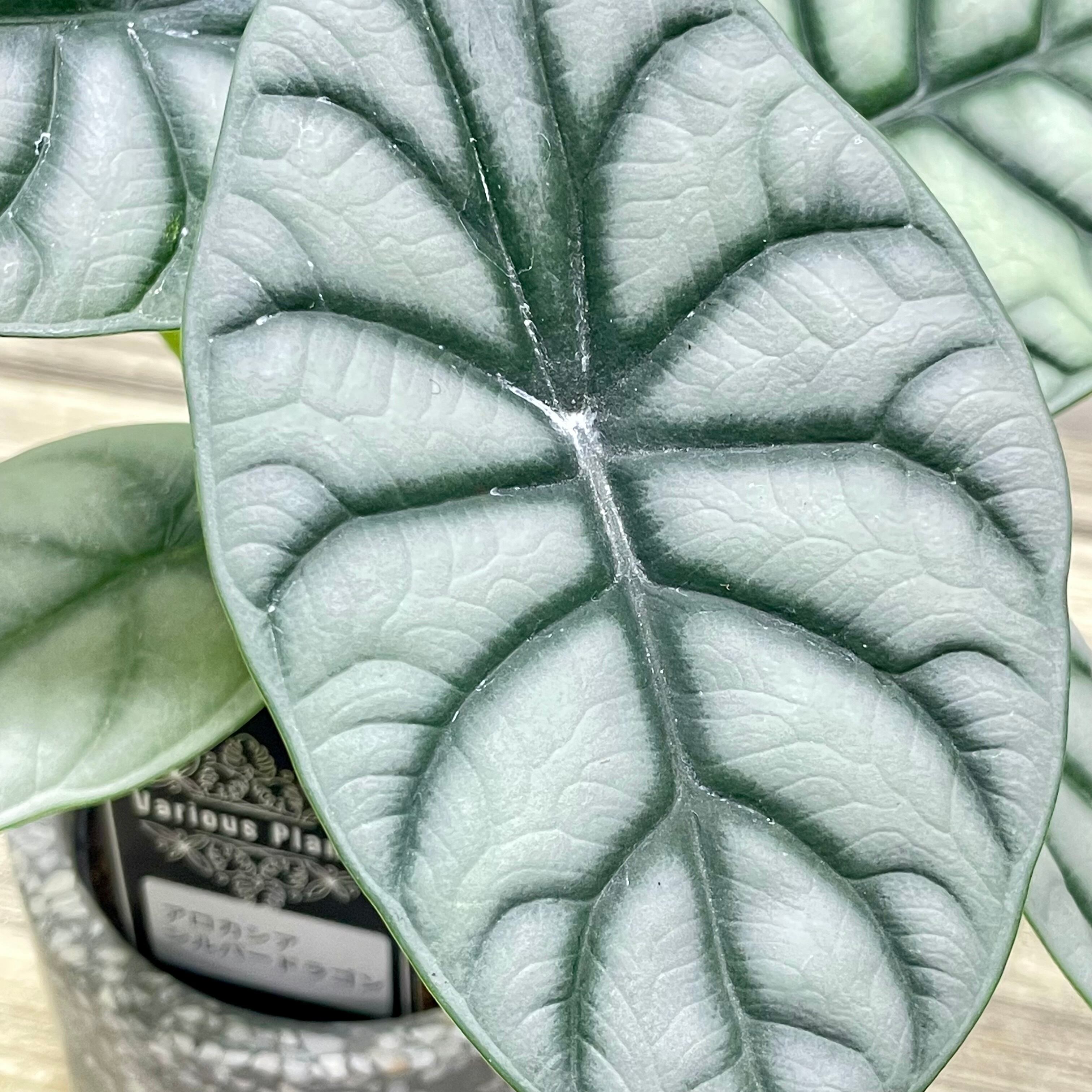 アロカシア シルバードラゴン／裏側まで美しい銀葉の人気品種／鉢