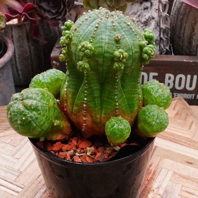 30%OFF！ユーフォルビア【Euphorbia Obesablow】オベサ　大人気　ポコポコ子がたくさん　ユニーク　初心者にオススメ