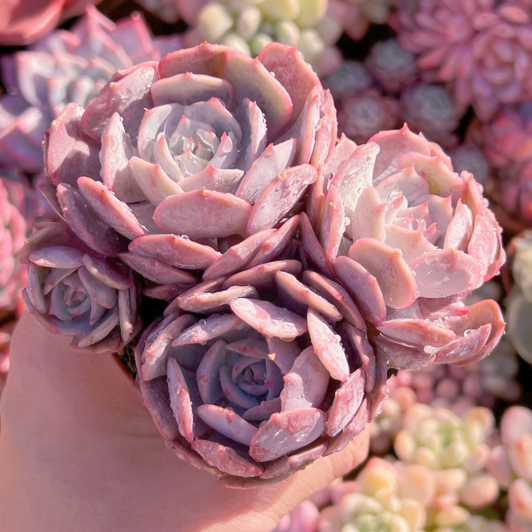 現品　ローラ#637　新入荷　るる農園