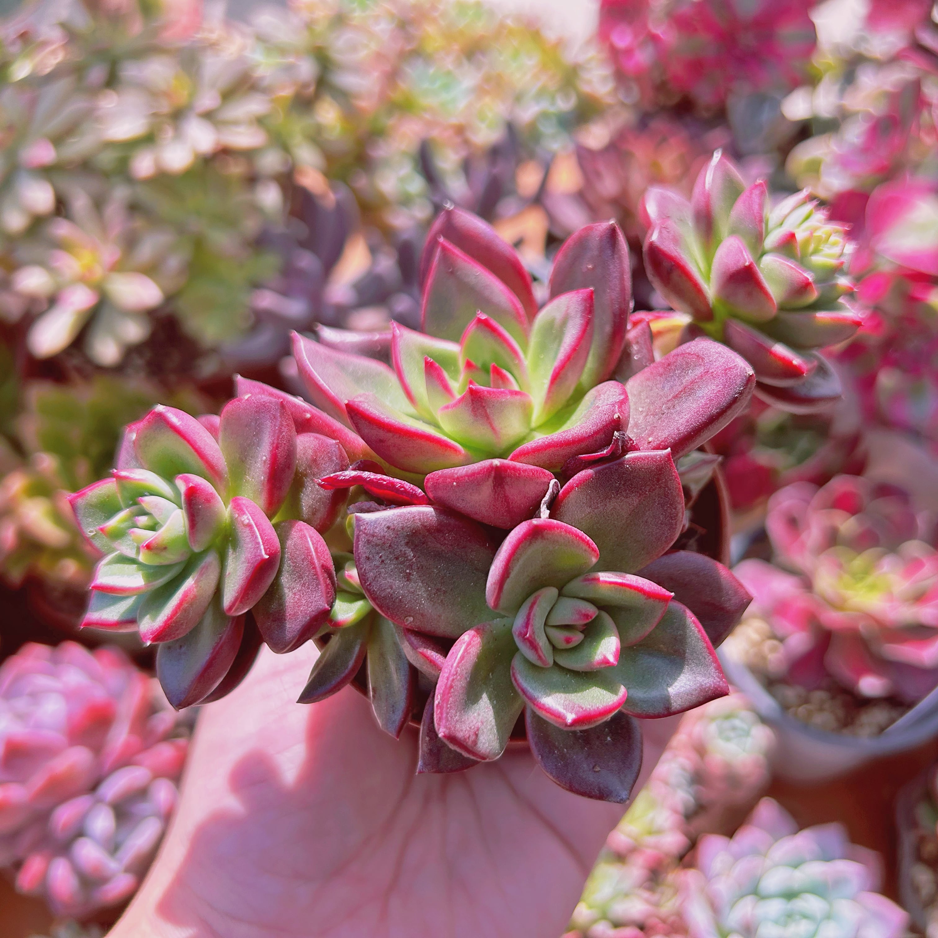 多肉植物 抜き苗 Big Red 【公式通販】