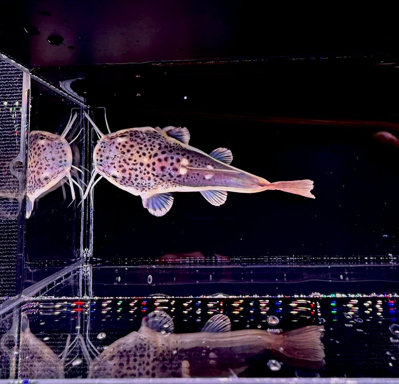 ショートボディー・レッドテールキャット➀ | THE AQUARIUM ISE