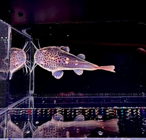 ショートボディー・レッドテールキャット❶