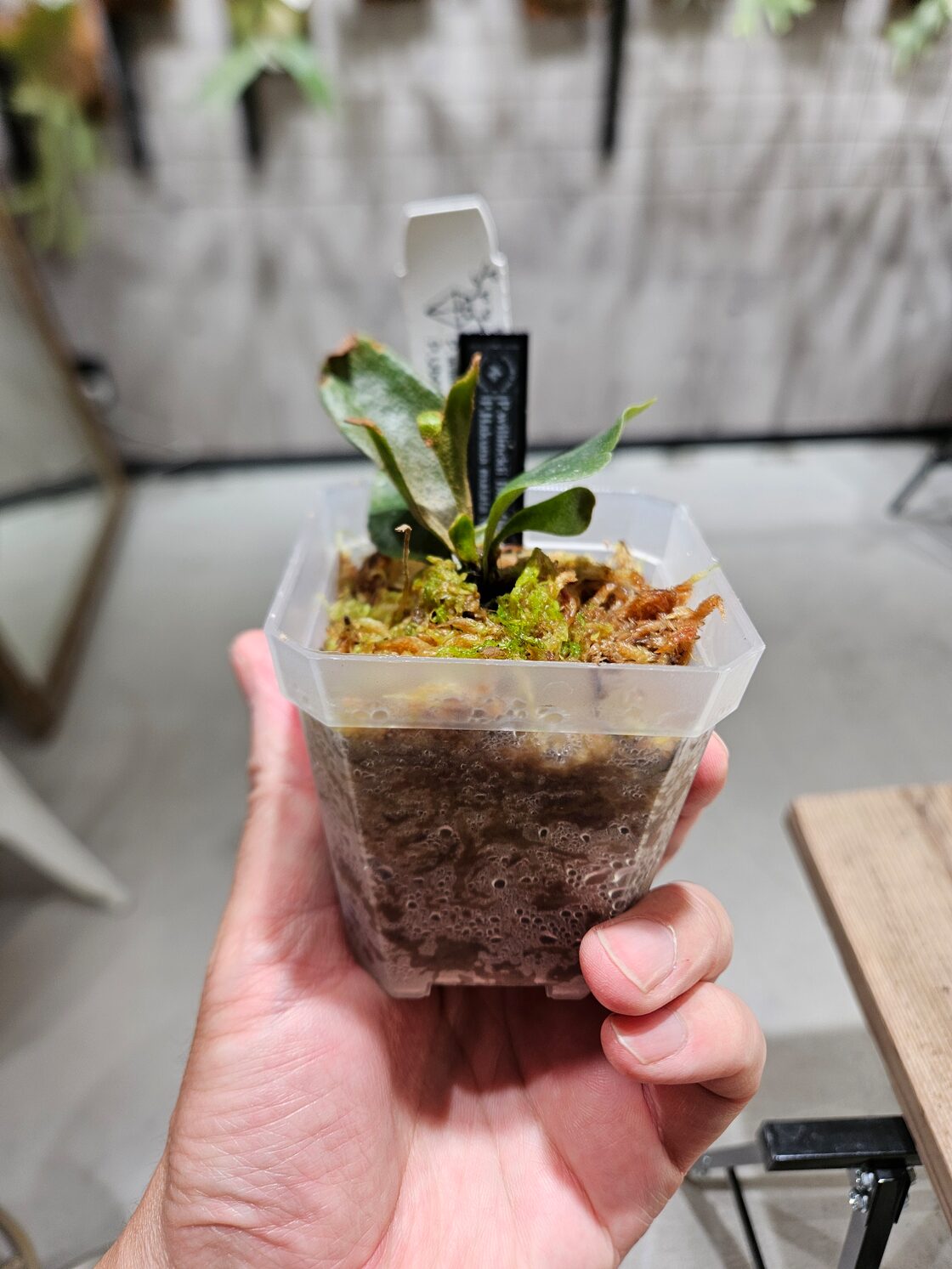 OC子株 platycerium ginka 銀華 pup ギンカ36ビカクシダ（OC子株  