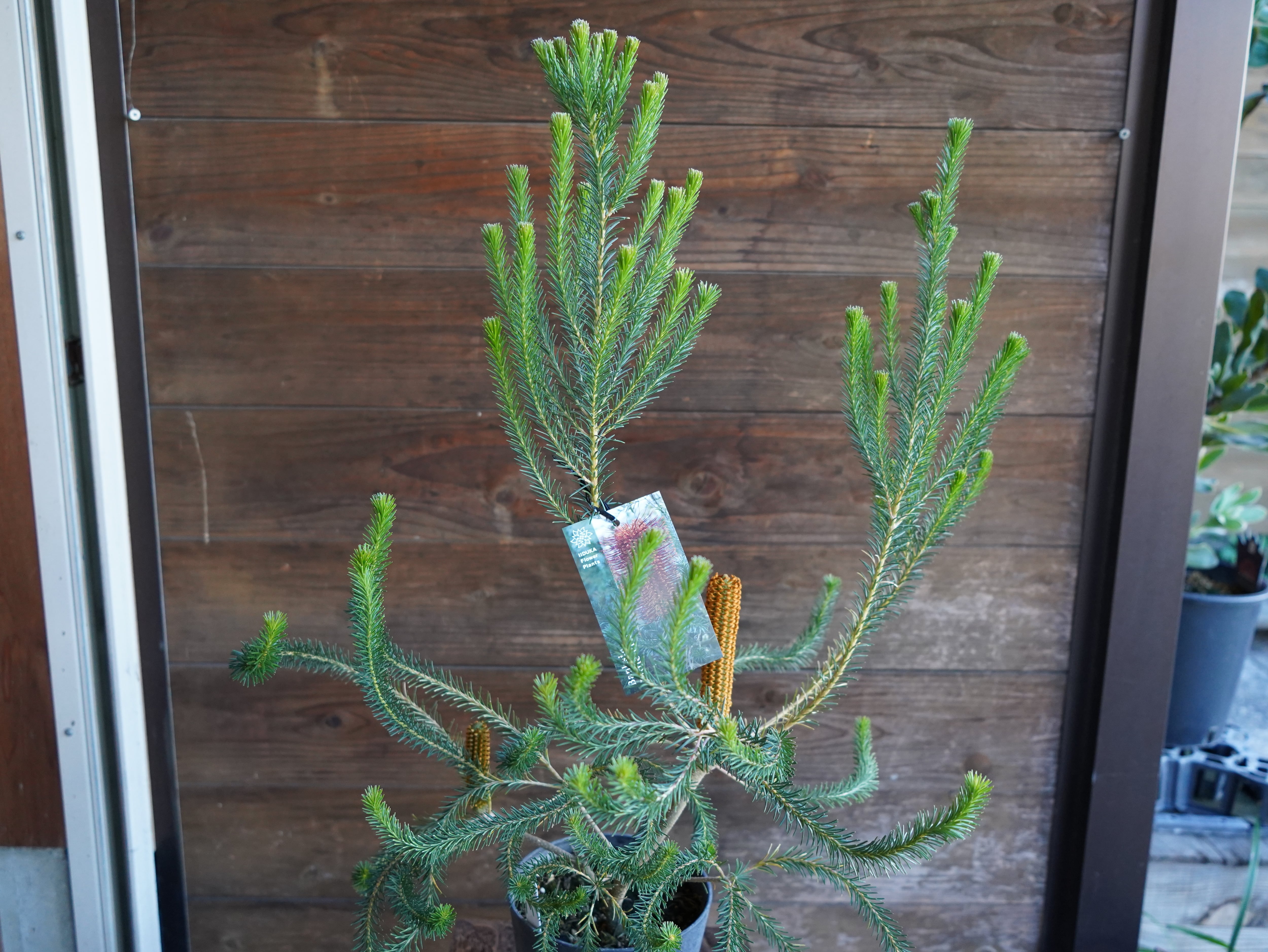 【現物】バンクシア ”リトルエリック” B 花芽付